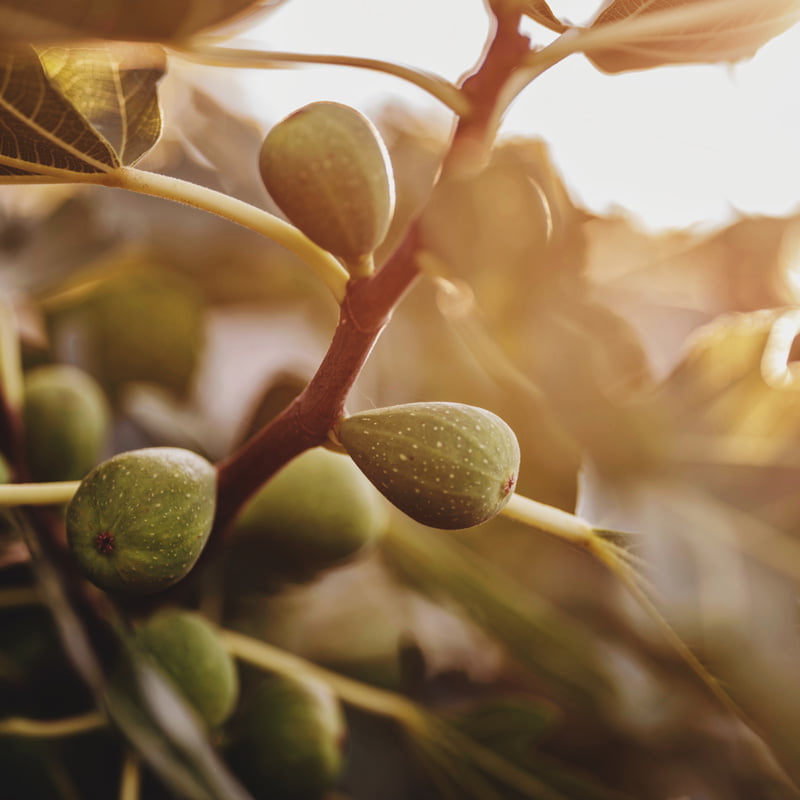 fig